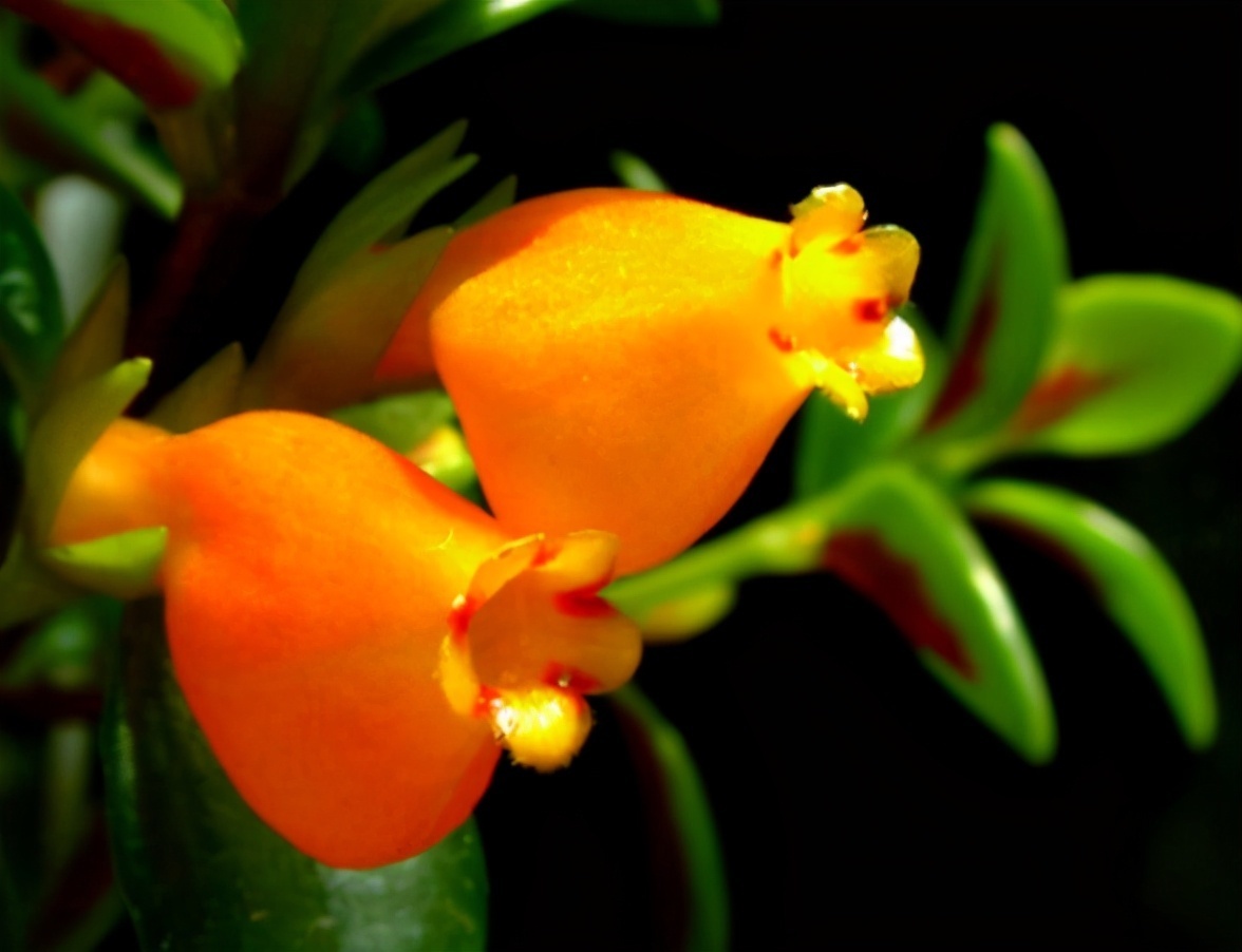 金鱼吊兰|枝头挂满“小金鱼”，颜值高寓意又好，这种小盆栽太值得养了