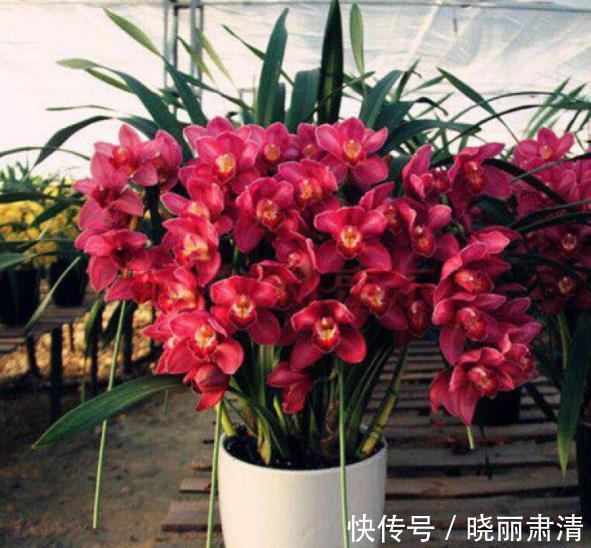 想要养好惠兰?关键要做好3件事,长新芽冒花苞,喜欢兰花快看看