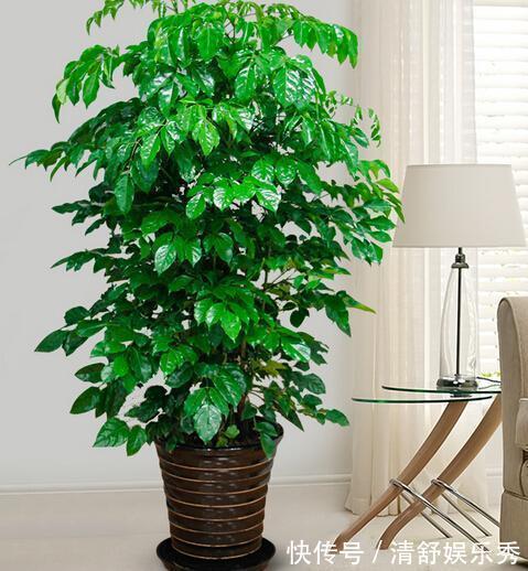 复合肥|5种“吉祥花”适合养客厅,听名字就很欢喜,心情好事事顺