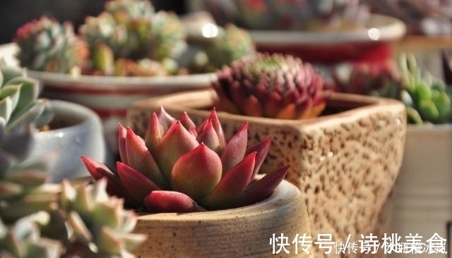 果冻|那些自带果冻色的多肉，它们可从来不让你失望！