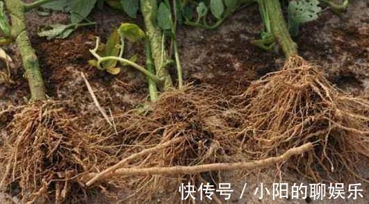 想要根肥株壮，花大色艳，远离病虫害，盆里用3种肥，效果好