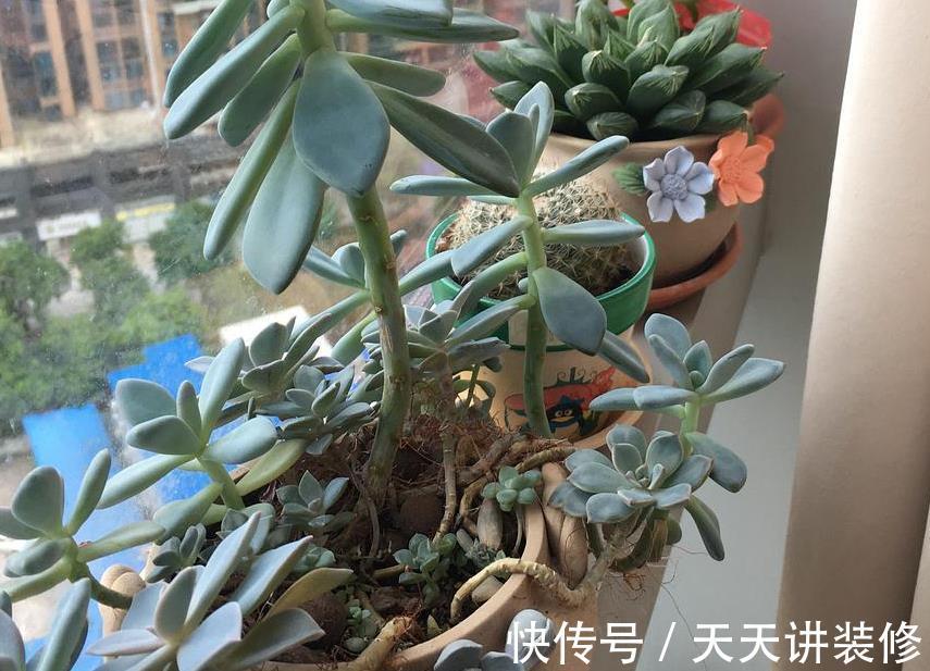 土壤|盆栽养殖多肉,天热更该旱养,不然烂根问题多