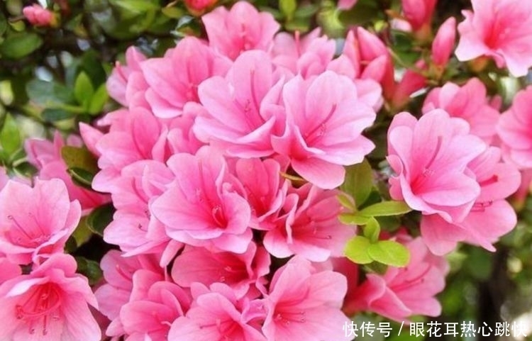 几款花卉,好养易爆盆,开花美长势旺