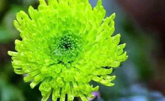 喜欢菊花,不如养盆“菊中珍品”,碧洁如玉,花姿妖艳