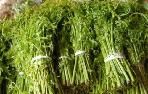 此“长寿菜”又到采摘季，别因常见而忽视，价值很大，别不懂