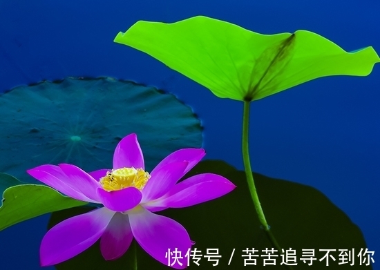 生肖鸡|10月下旬，吉星加身，4属相桃花朵朵，喜事不断，生活越来越美好