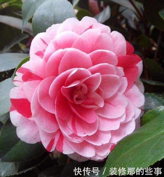 5种花是爆盆“能手”，开起花来“拦”不住，花期长，家中必备！