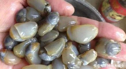 不到|世界上“最顶级”的海鲜,蓝鳍金枪鱼都不算啥,只有它有矿吃不到