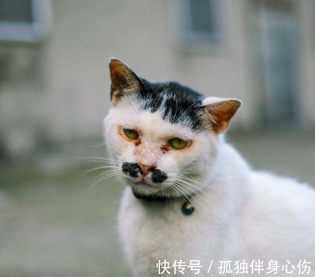 日漫&23年老书虫,个人向书单,推荐5本好看的网络小说!