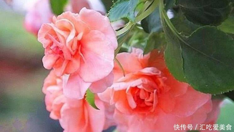 4种花养家里,福旺运旺财更旺,招福添财,有钱人都在养