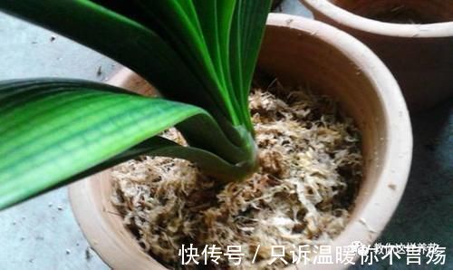 养花技巧：根都烂完了的君子兰，我捡回家，半年后开花了！