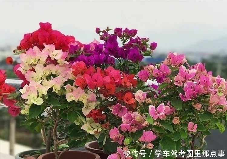 三角梅|家养六种花，个个都是“醋坛子”，隔几天喝一点醋，叶子绿油油的，越长越旺盛
