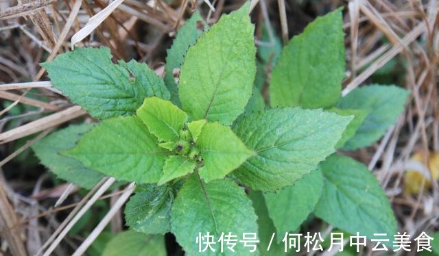 茼蒿菜|乡下有1种味道怪异的野菜,曾是革命时期的救军粮,你吃过吗!