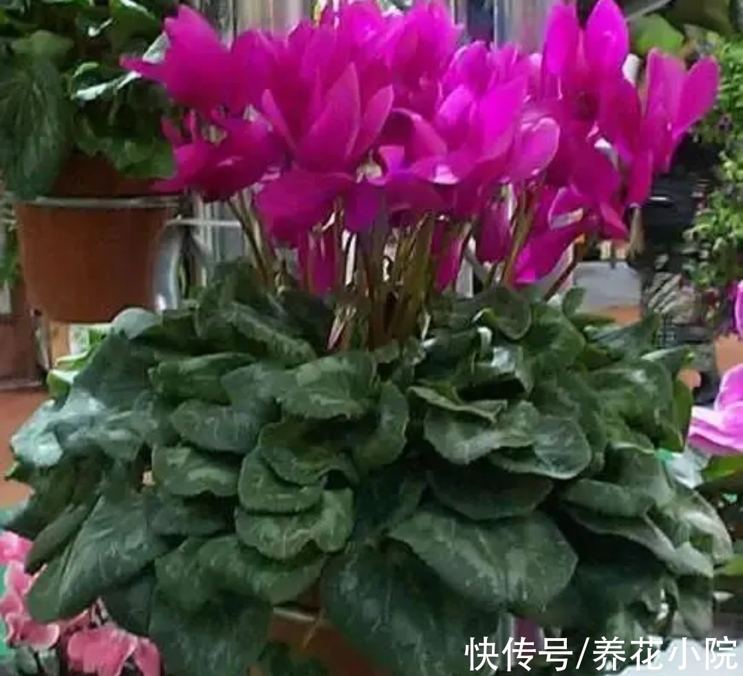 技巧|养仙客来，掌握4个养护技巧，叶子浓绿开花不断