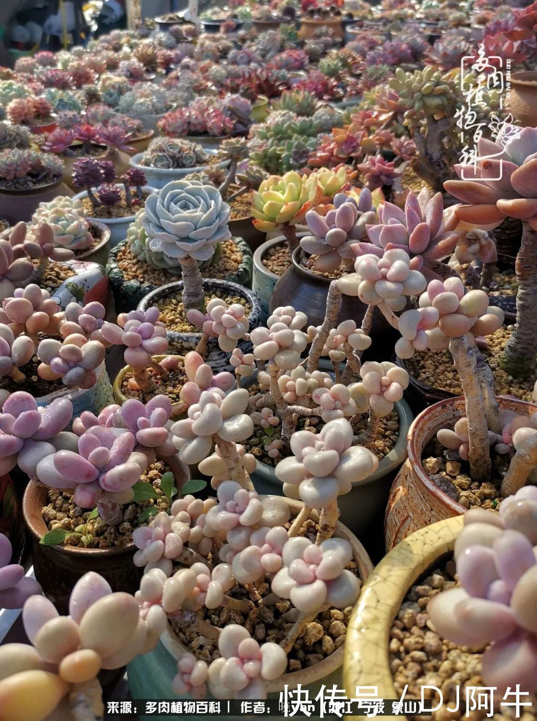 入多肉坑八年,始于初心,一切但求无愧于心