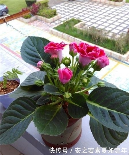 叶片怕水的6种花,浇水最好直接“灌”,不然黄叶、烂心又黑腐