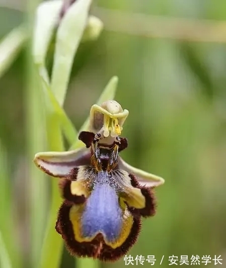 好丑！好臭！你没看错，我说的是兰花