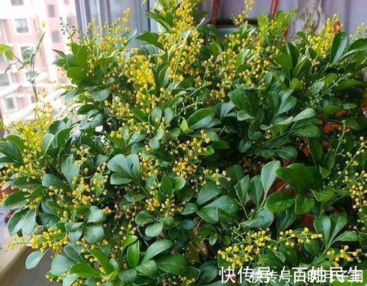 漂亮|4种花漂亮又好养，比牡丹好看，养在哪里都爆盆，好运到来