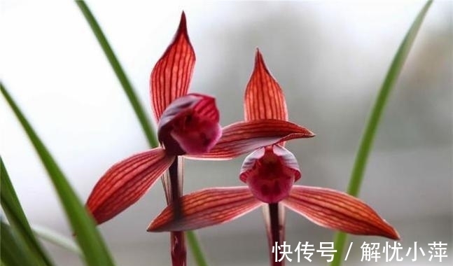 春兰|云南下山的这棵不起眼的兰草,后来成了“春兰之王”,永远的经典