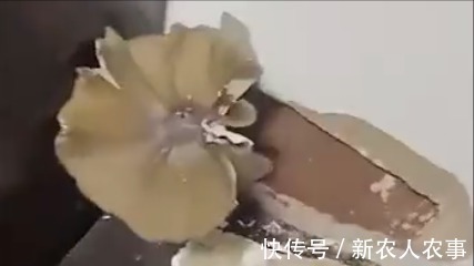 稀罕事|卧室墙上长鸡枞,“菌子王国”云南的又一稀罕事,网友:天降美食