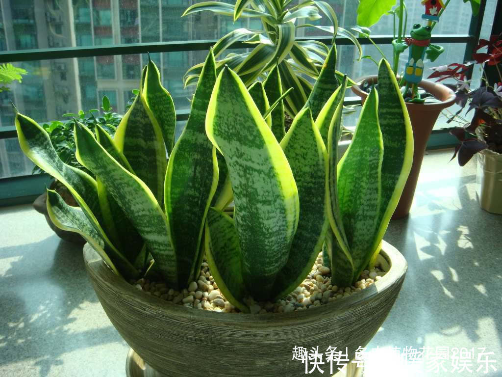 花土底部加上两样东西，虎皮兰长得欢