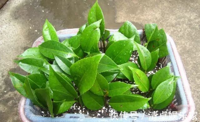 米兰花|夏季扦插茶花米兰花有妙招,套个塑料袋,保湿好生根快不死苗