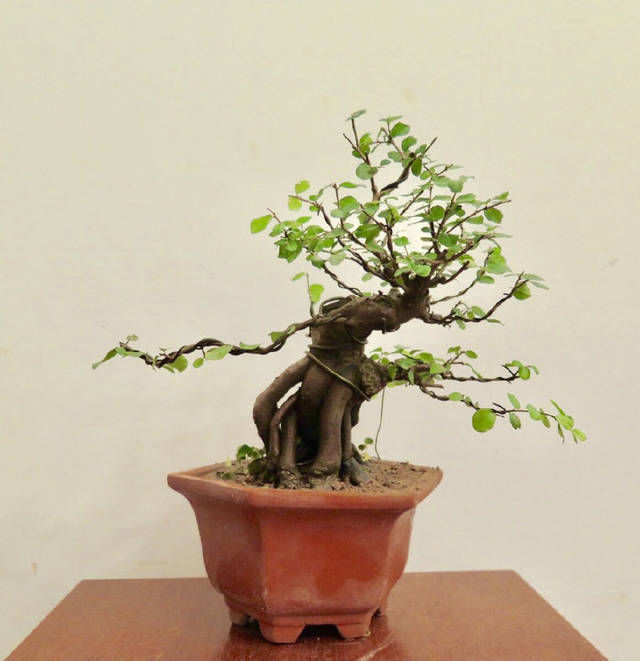 涂鸦效果图|雀梅盆景桩头的蜕变,真是越来越喜人,看盆景大师给出的涂鸦建议