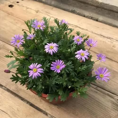 种花|4种花，是好养的“开花机器”，阳台养一盆，花儿天天开爆盆