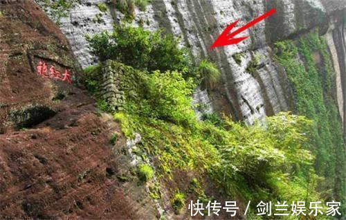 大红袍$中国价格最“贵”的两棵树一棵配备24小时警卫,一棵投保1个亿