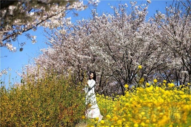 十里樱花开 粉染黄河岸