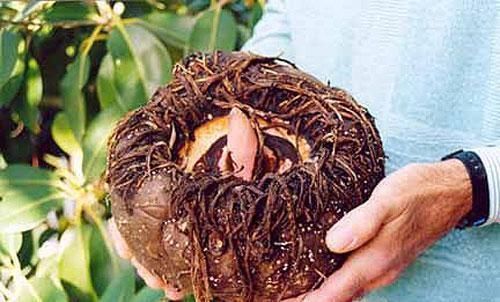 君子|糖尿病别害怕,一定要多吃“降糖4君子”,可以稳定血糖难升高