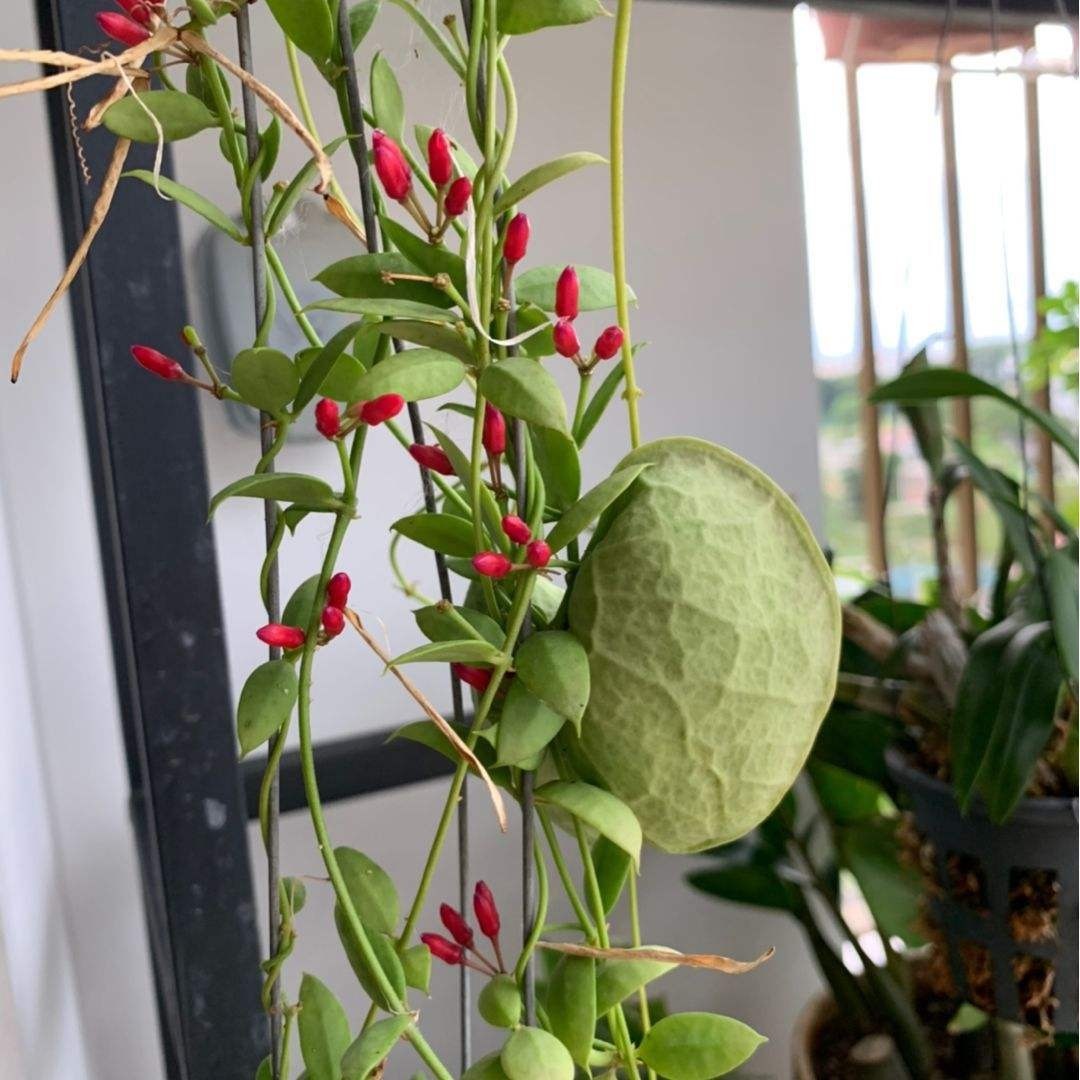 叶子花颜值也很高,叶子花纹像油画,耐阴好养