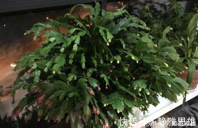 花友会|蟹爪兰2次开花数量少？花后5步不能少，做好轻松开爆盆！
