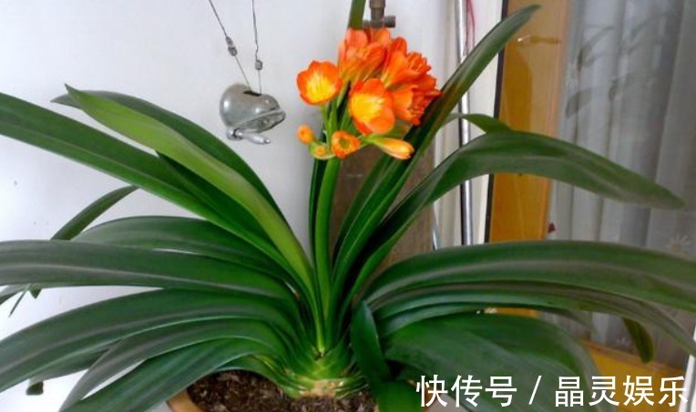 阿司匹林|什么黄豆水、淘米水都不如“它”,10天浇一次,叶绿、花旺