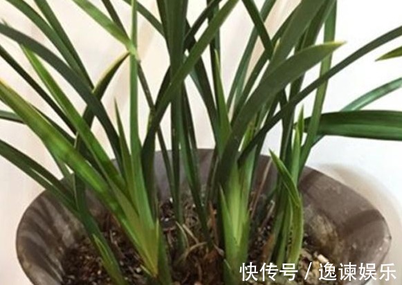 排水性|养殖小经验兰花长得好不好,不用羡慕别人啦,手把手教你养爆盆