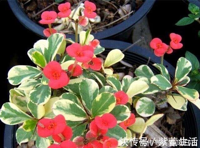 不宜|不宜养在家中室内的8种花,再美也别养,如果有快搬出去