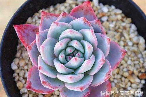 3种“黑马”多肉，小苗很普通，控养逆袭仙气十足，谁见了都夸美