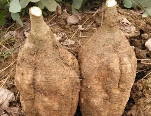 雌性激素|卵巢早衰不要慌,女人多吃6种食物,补充雌激素,卵巢更年轻