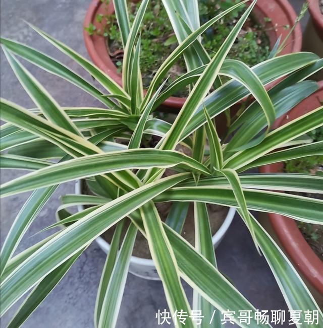 植株|家里吊兰开花了,到底留下来好还是剪掉好