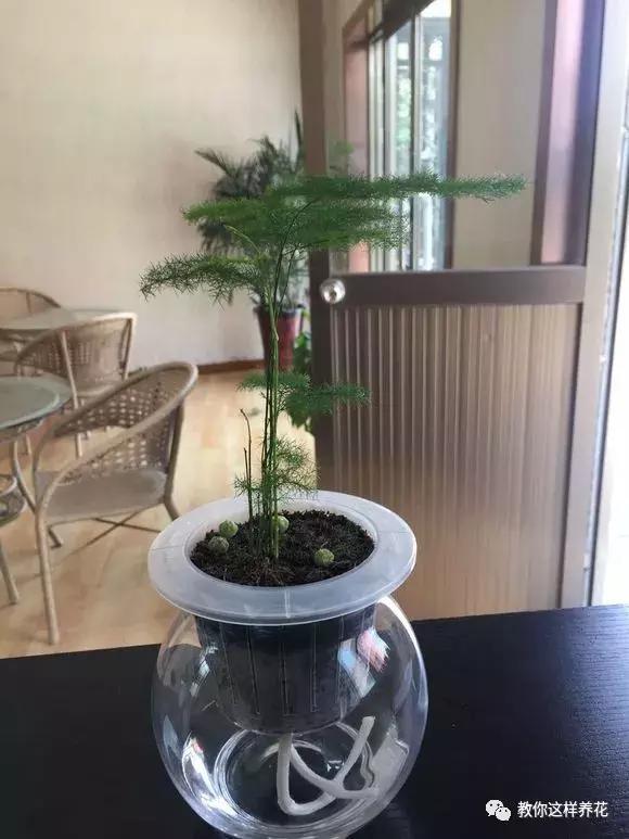 土生根|4种花放水里猛长根,比土培好养100倍,一分钱不花,还很漂亮!