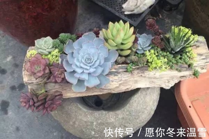 生活中的5种垃圾，都是养多肉的“宝贝”，能做花盆、能做土壤