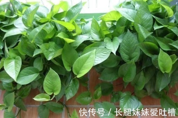 肥料|花盆底垫这“4种料”,花卉越长越“有劲”,根粗叶绿,开花多!