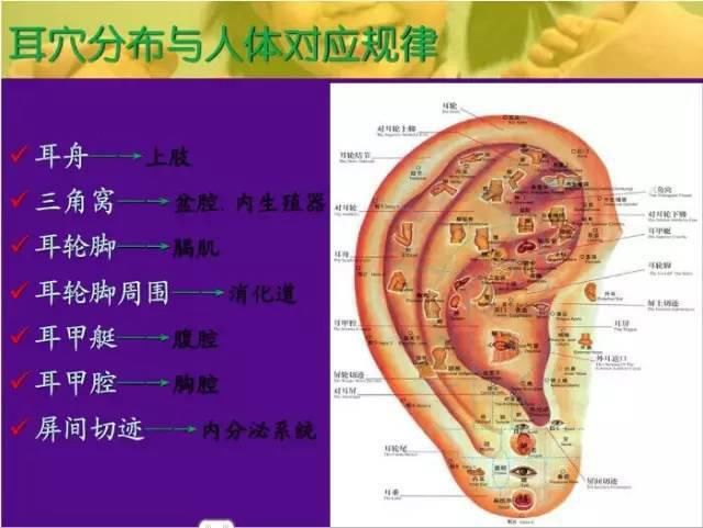  交感|十种常见病耳穴疗法