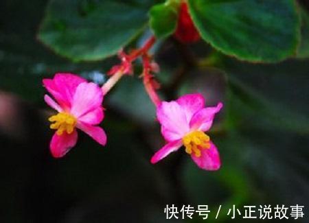 花瓣|丽格海棠与玻璃海棠的区别