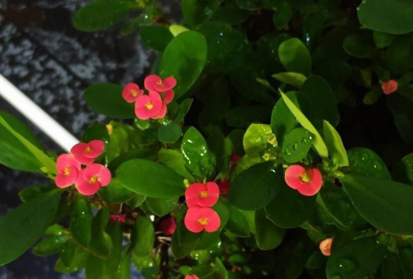 虎刺梅|盆栽虎刺梅,日常这么养,才能爆出一大片小花!