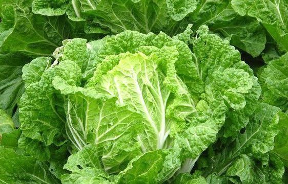 忠告|忠告炒大白菜不能放此物，吃了就是没病找病，现在知道还不晚