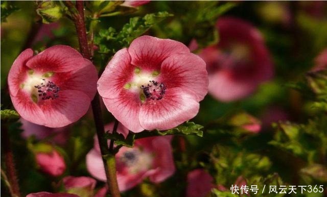 漂亮|夏天养花就养此3种,好养易活开花漂亮,夏天也能养出小花园