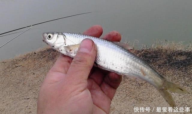 细米糠|钓白条鱼真是累人,用我分享的方法,只要你下钩,它就在那等你