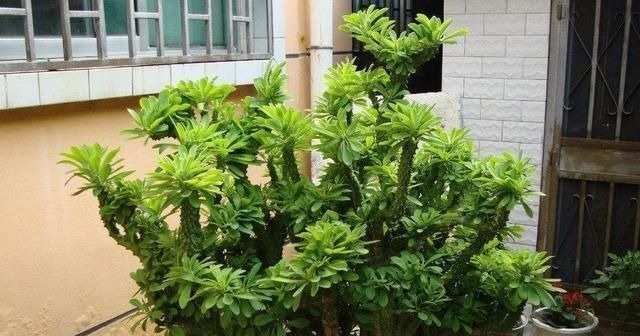 门口养了一棵“气派花”，生命力强很养眼，寓意好能镇宅