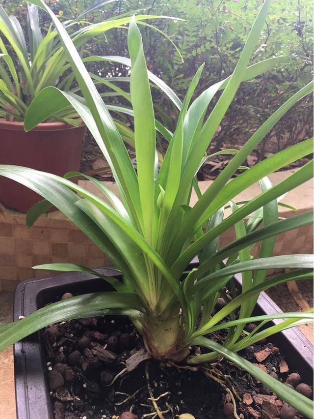 百子莲|这花被误认为“蓝色君子兰”,开花特漂亮,一根枝能开50朵花